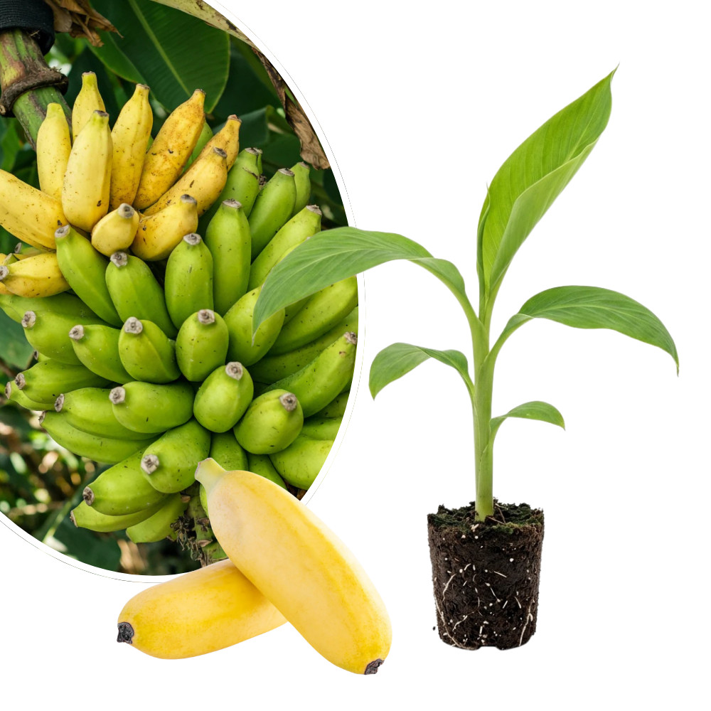 Tropical Banana Live Plant 4-6 Inches Tall Rooted Tropical Fruiting