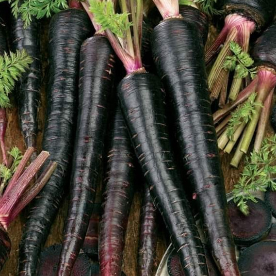 BLACK NEBULA CARROT SEEDS 500+ ROOT vegetable GARDEN non-gmo FREE SHIPPING