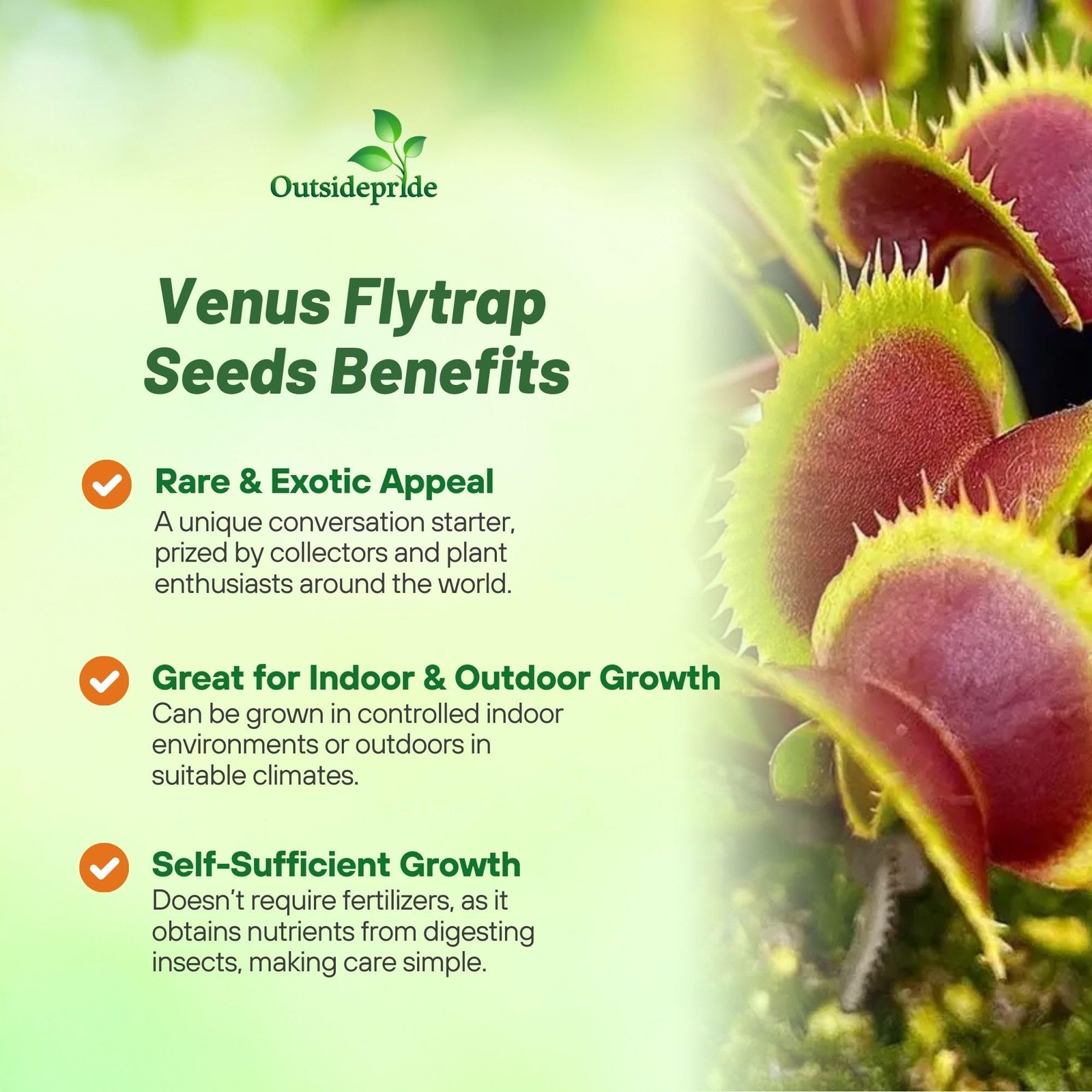 Outsidepride Venus Flytrap Seeds – 10 Pcs Perennial, A) 10 Seeds, Green