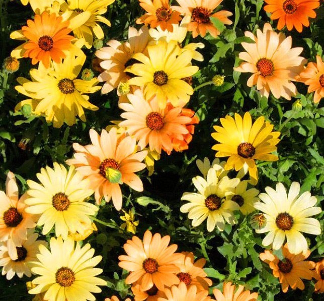 200+AFRICAN DAISY MIX Seeds White Orange Yellow Apricot Drought Tolerant Annual