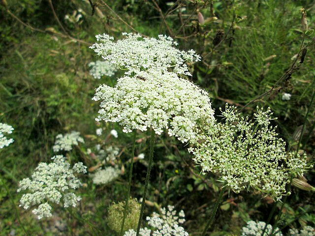 BULK, QUEEN ANNS LACE 10,000 SEEDS, DAUCUS CAROTA, WILD CARROT, HARDY