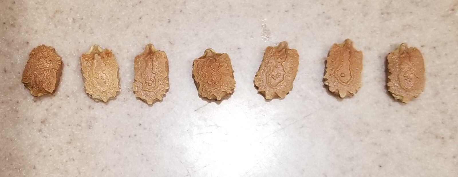 7 Heriloom bitter gourd seeds Non GMO