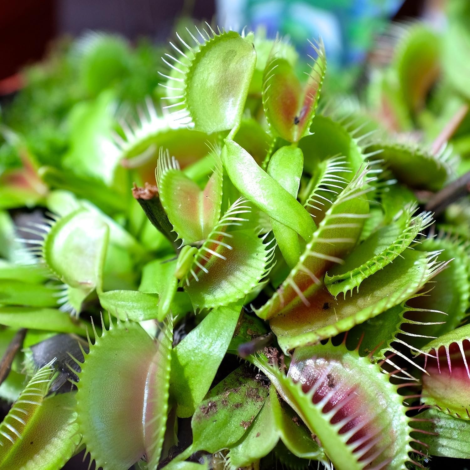 10 Pcs Organic Venus Flytrap Seeds – Low Maintenance Houseplants for Terrariums