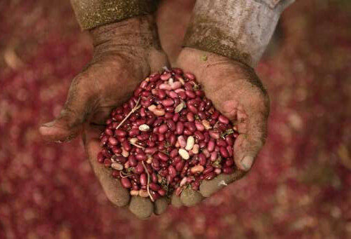 Central American Red Bean Seeds (25) / BUSH BEAN / ORGANIC / FLORIDA GROWN