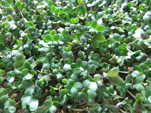 BROCCOLI SEEDS 500+ WALTHAM 29 CULINARY MICROGREENS for vegetables garden