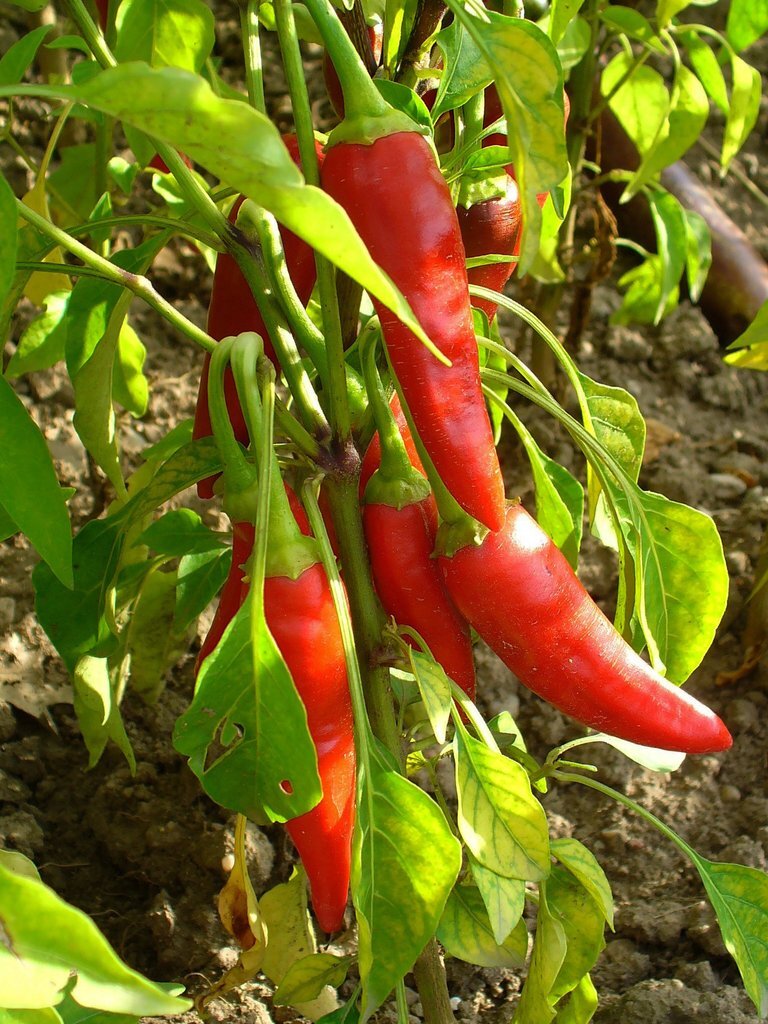 Peppers Hot Chili Cayenne Thin – Anaheim Chili – Cayenne Piñata Blend, non GMO