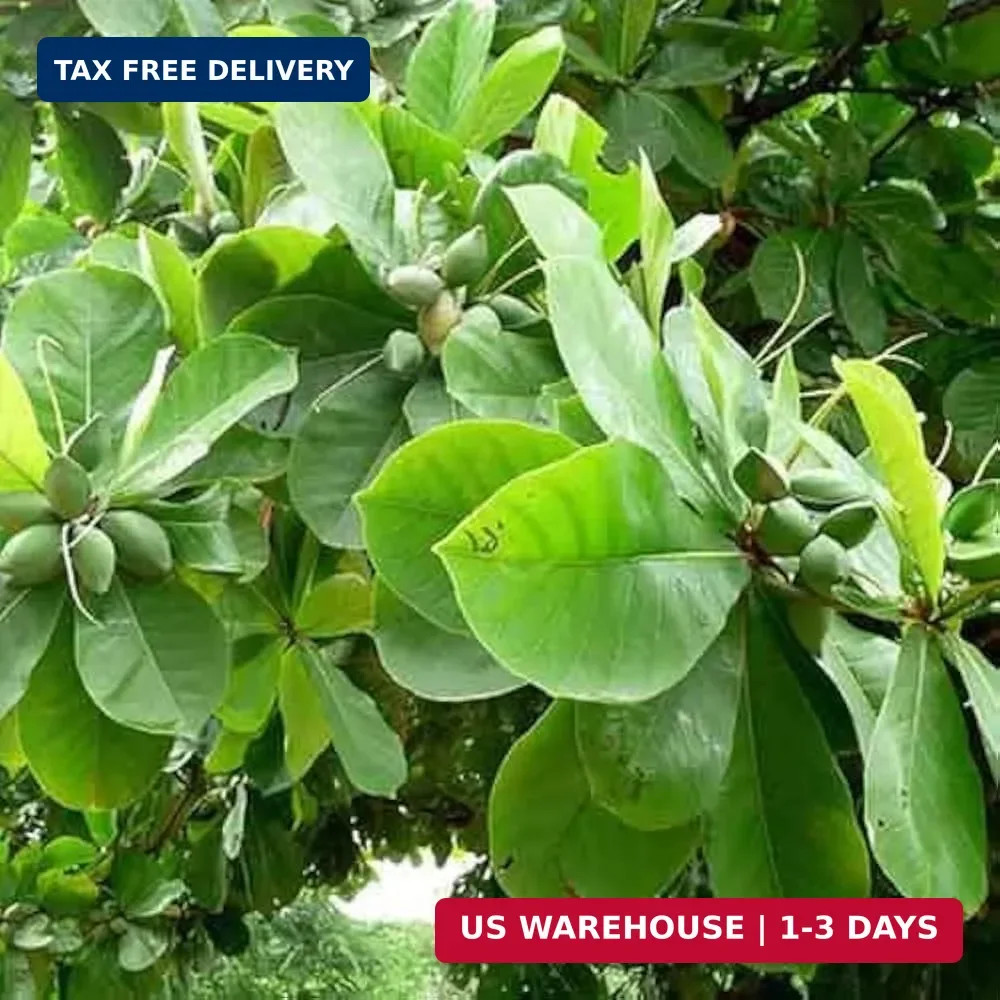 5pcs Fresh Almond Tree Seeds, Premium Heirloom Variety for Planting, Fast-Growin