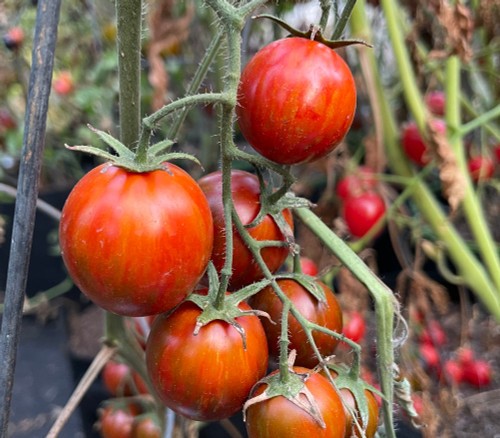 10 seeds Dwarf Mocha’s Cherry Tomato ORGANIC Rare Anthocyanin Variety