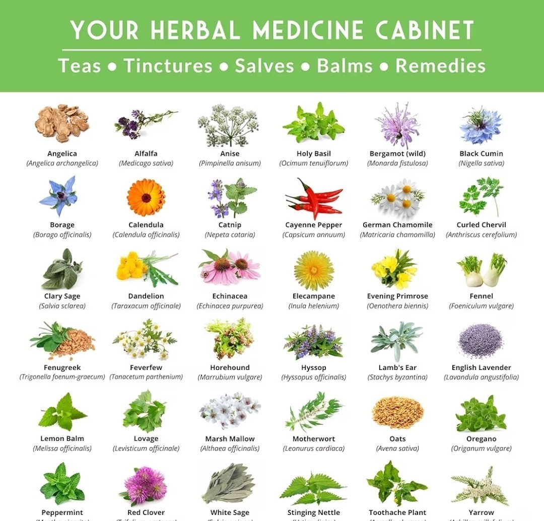 Medicinal Herb Seeds Variety Pack – 36 Type Heirloom Non-GMO Healing Herbs