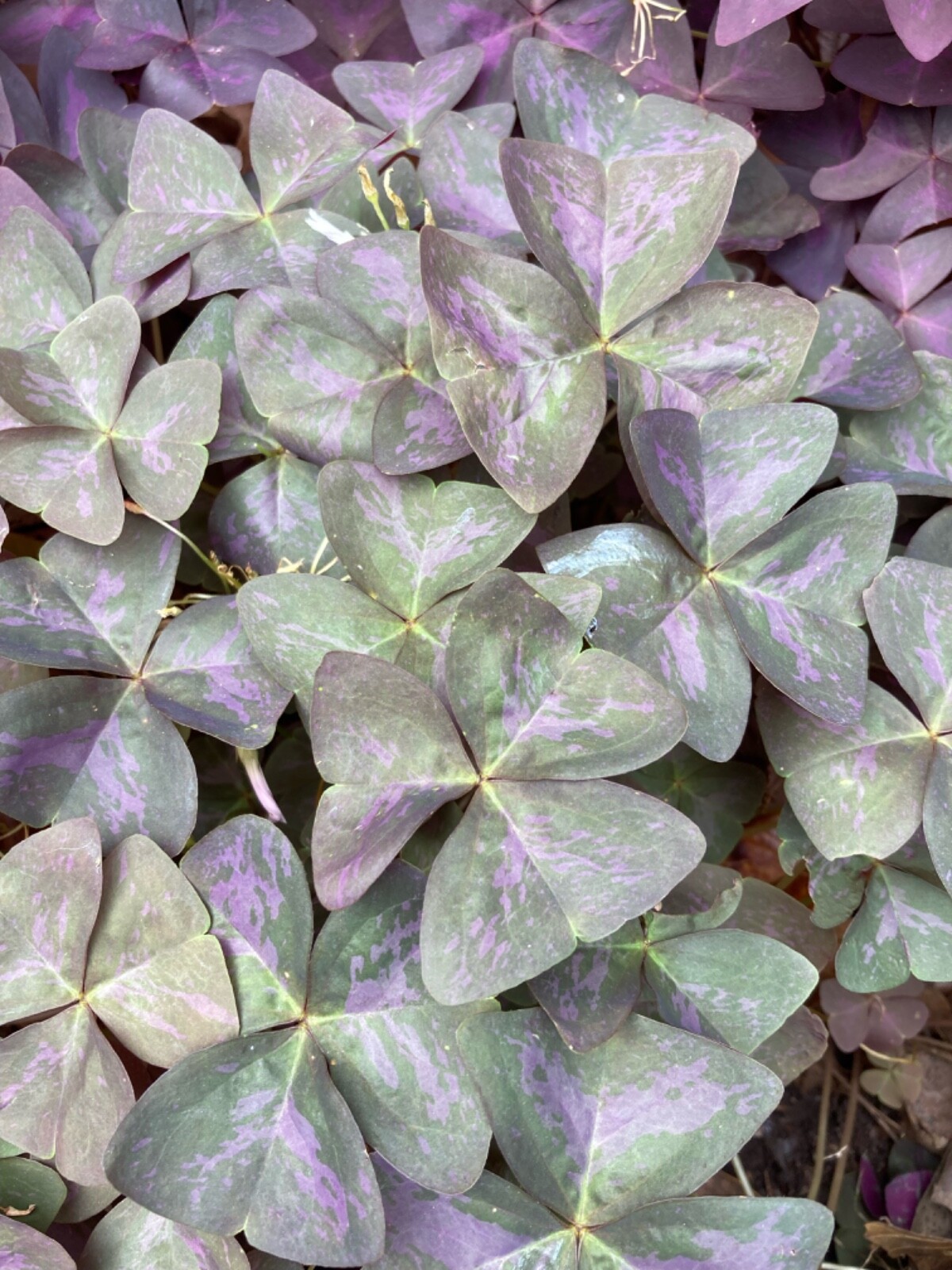 100 Oxalis Triangularis Purple shamrock corms only