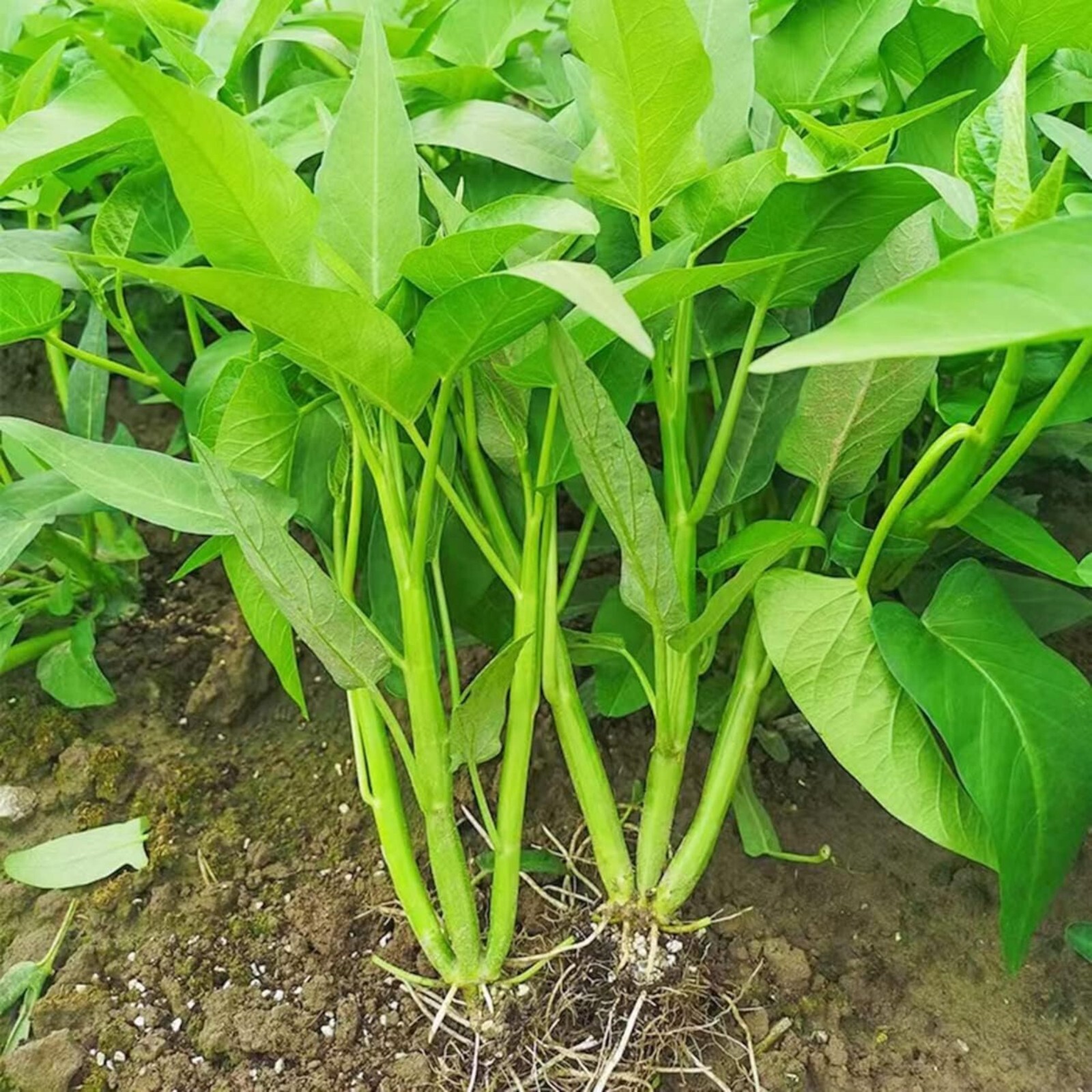 120pcs Water Spinach ‘Kong Xin Cai’ Seeds – Organic, Non-GMO Heirloom Vegetable.