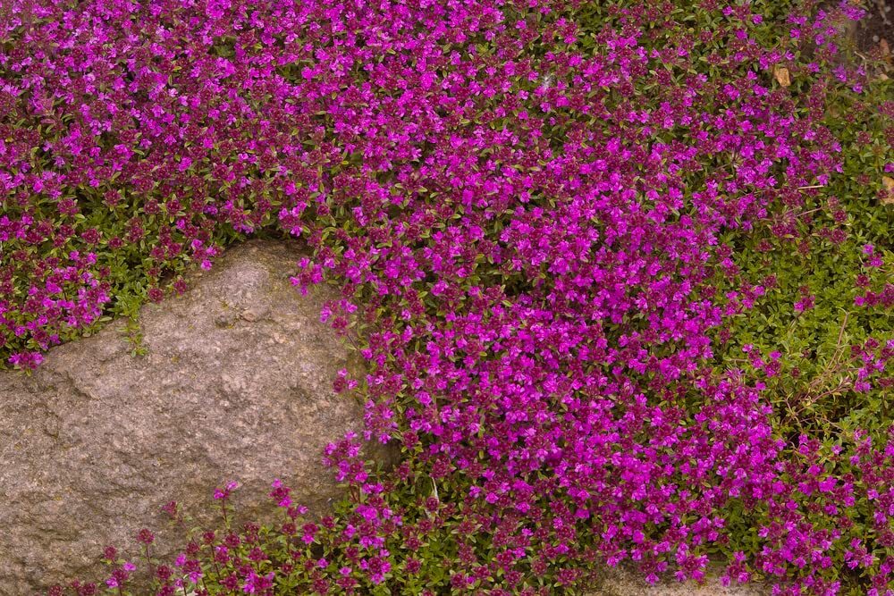 500 Creeping Thyme Seeds – Magic Carpet – Thymus Serpyllum – Perennial Ground Co