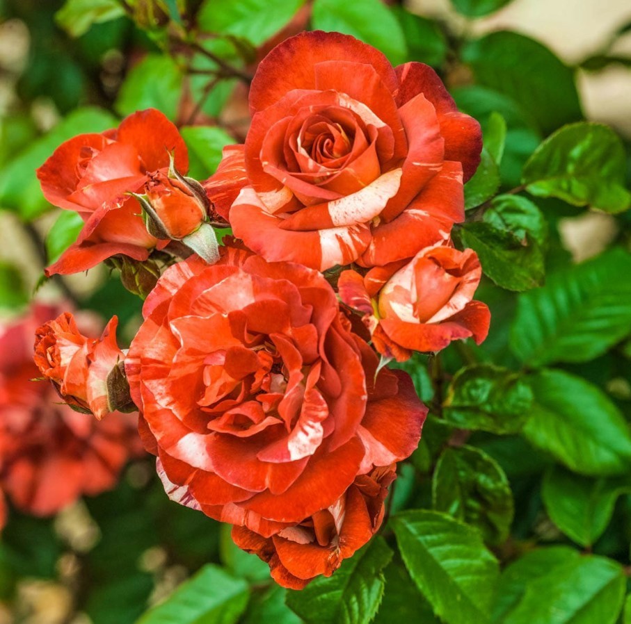 Tropical Lightning Climbing Rose Seeds – Pack 30 Seeds – Rose Flower Gardening