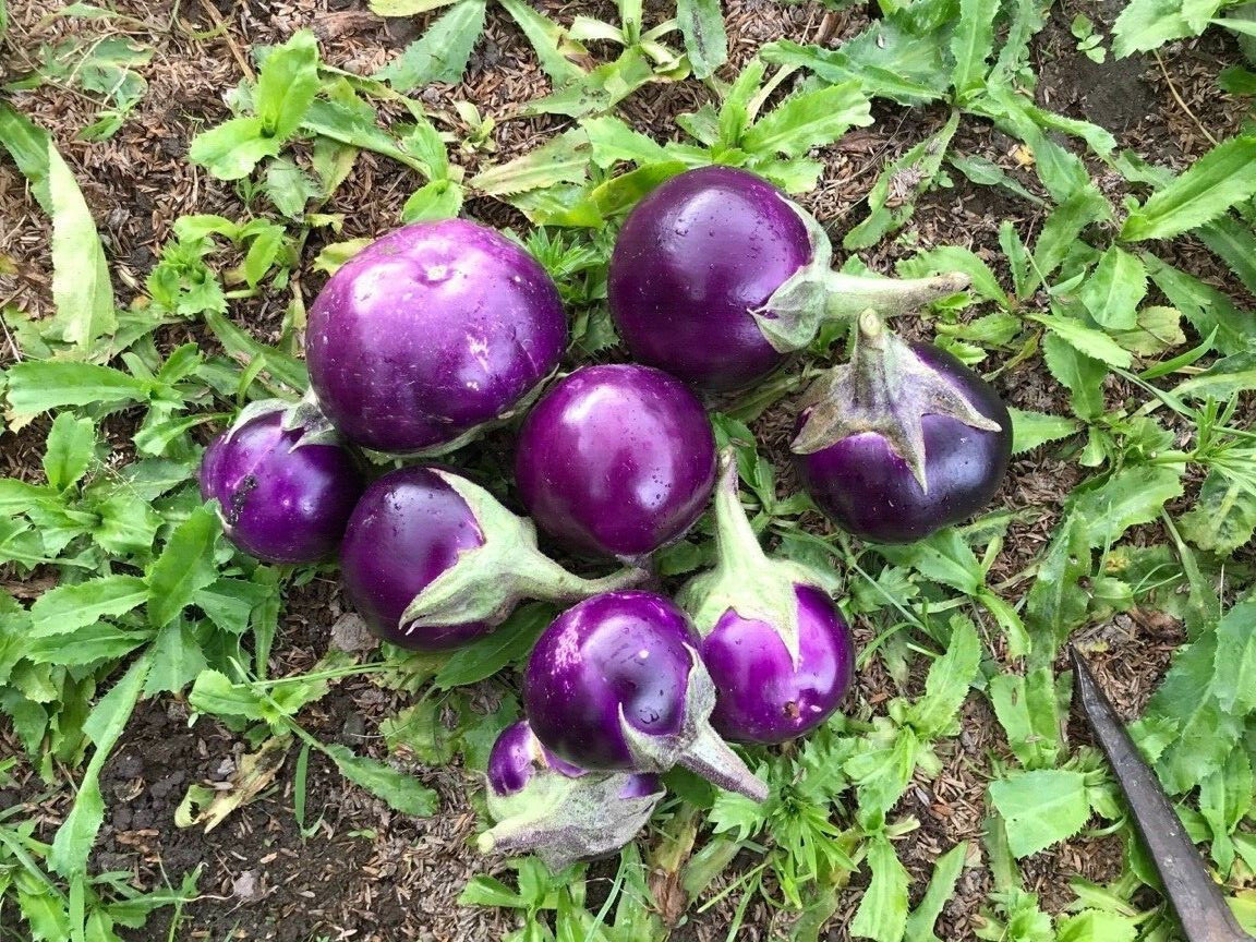 50+ PCS ROUND MINI PURPLE EGGPLANT SEEDS, HẠT CÀ PHÁO TÍM, 茄子 |90% GERMINATION