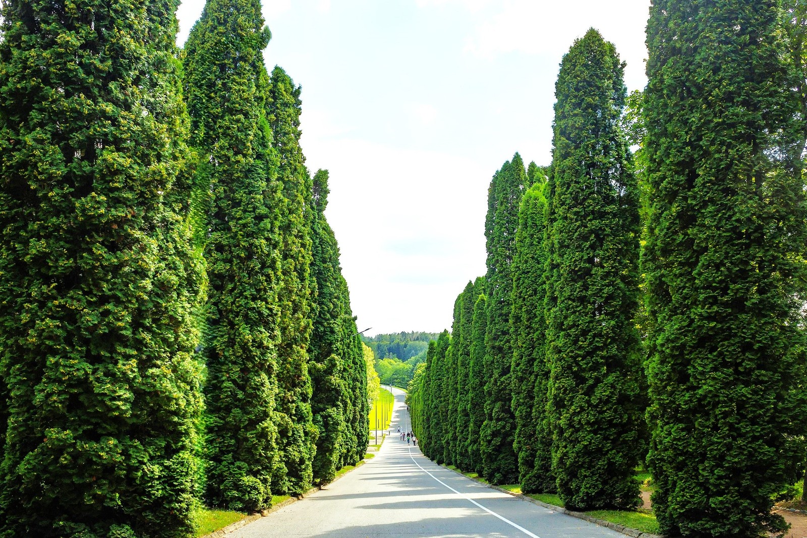American Arborvitae (White Cedar) Seeds – For 2026 Planting Thuja Occidentalis