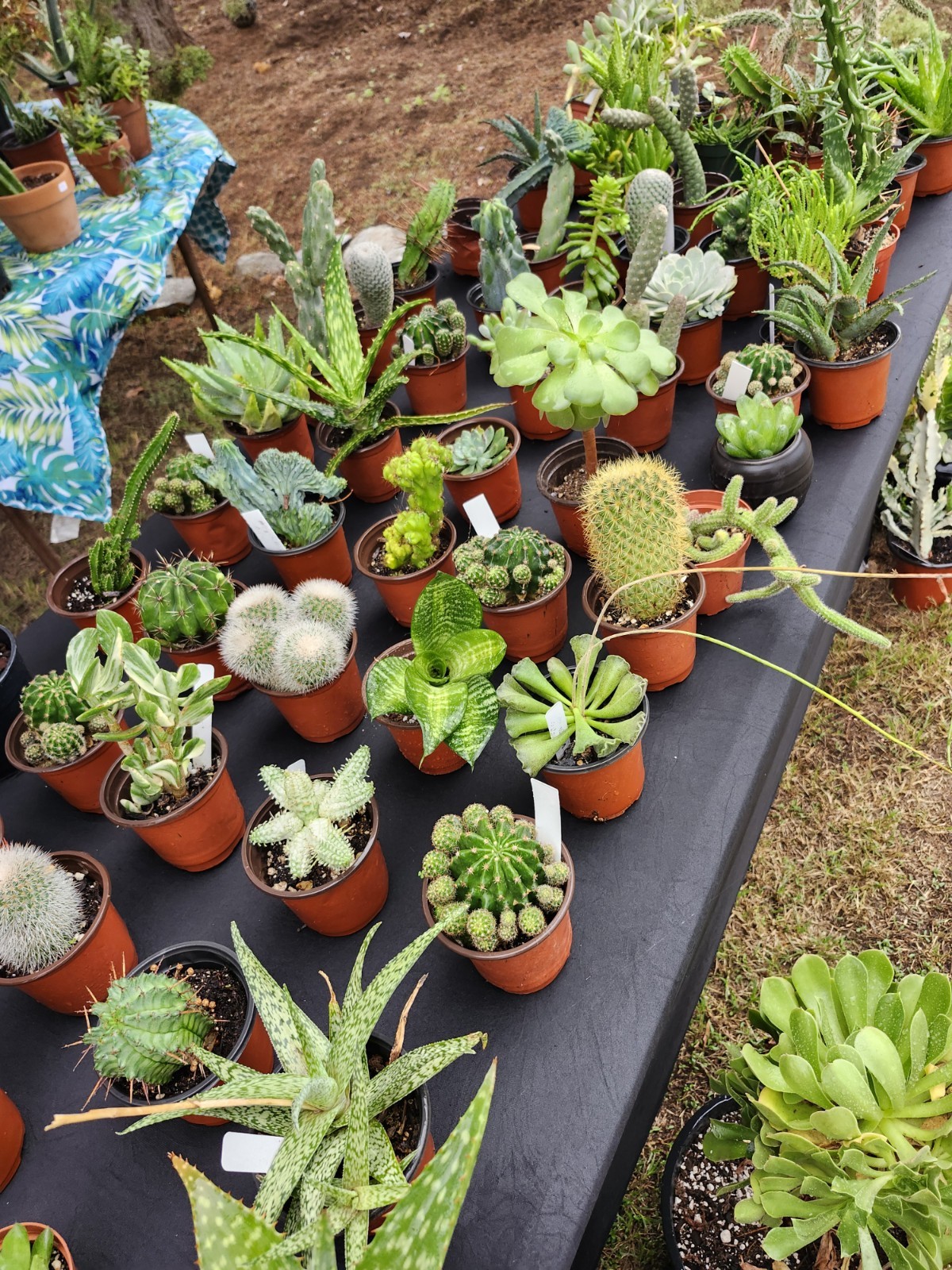 Mystery Box Of Rare And Beautiful Cacti, Succulents, Euphorbia And Aloes.