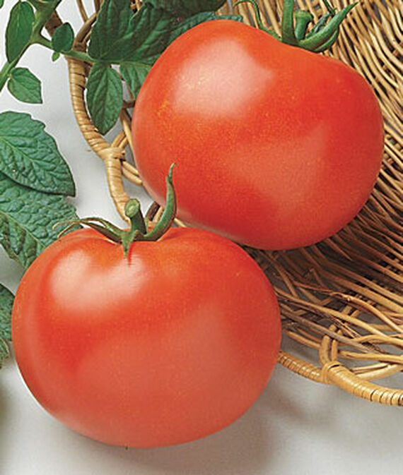Multi Variety Tomato Herb Seeds 10 Types Non GMO Heirloom Beefsteak Cherry Zebra