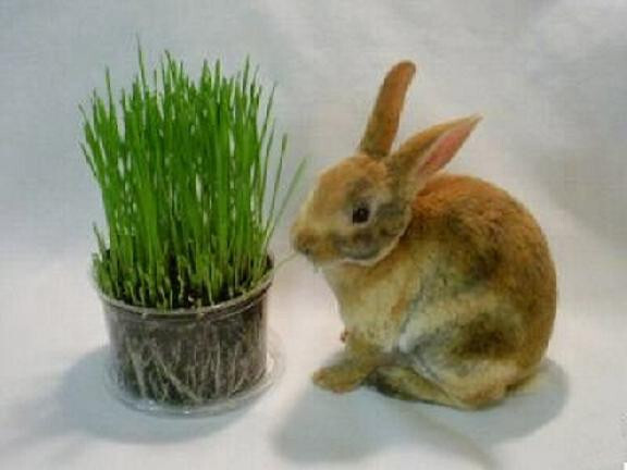 ORGANIC WHEAT GRASS 6000 SEEDS CAT/RABBIT/DOG/BIRD/TURTLE & HUMANS FRESH 2023*