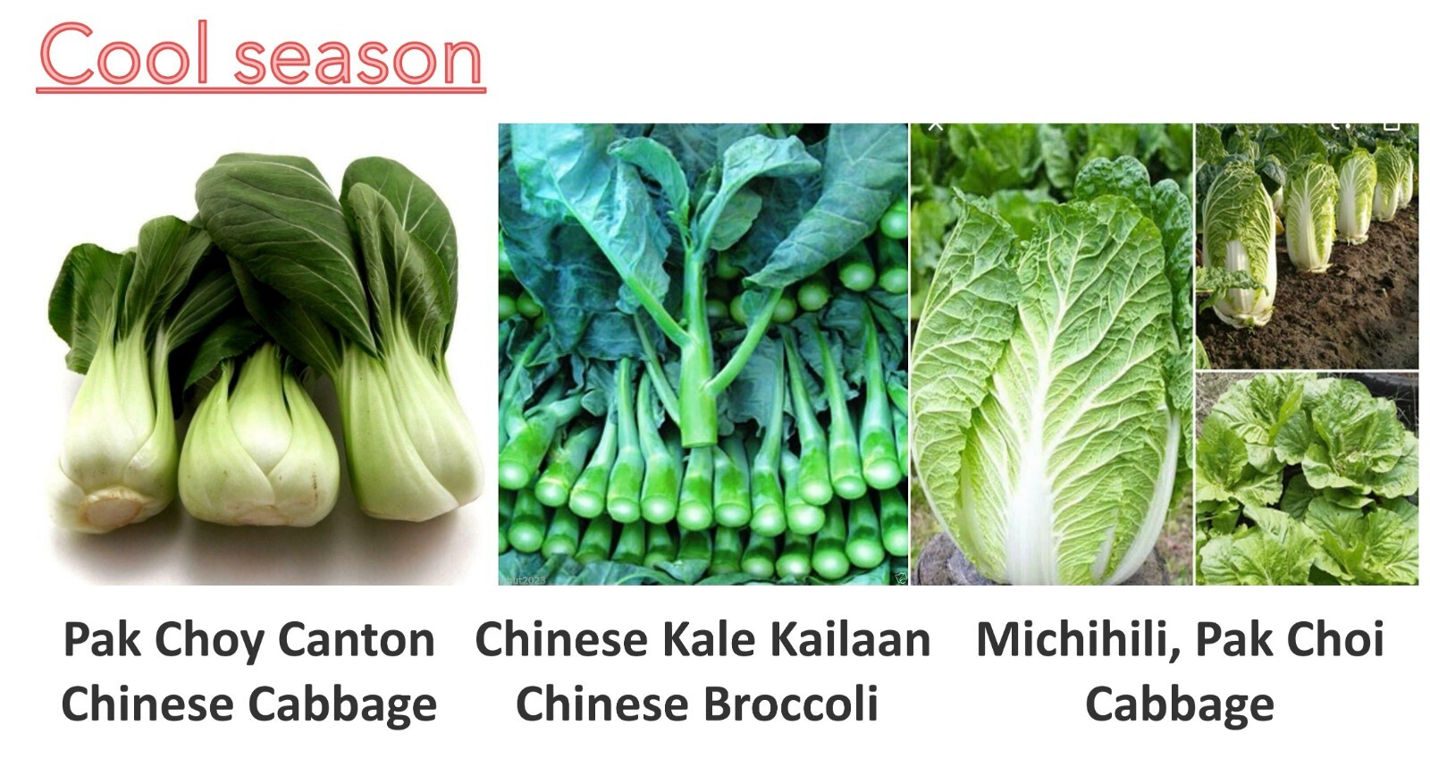 Cool Season 3oz of Pak choy, Chinese Broccoli & Michihili, Pak Choi Cabbage