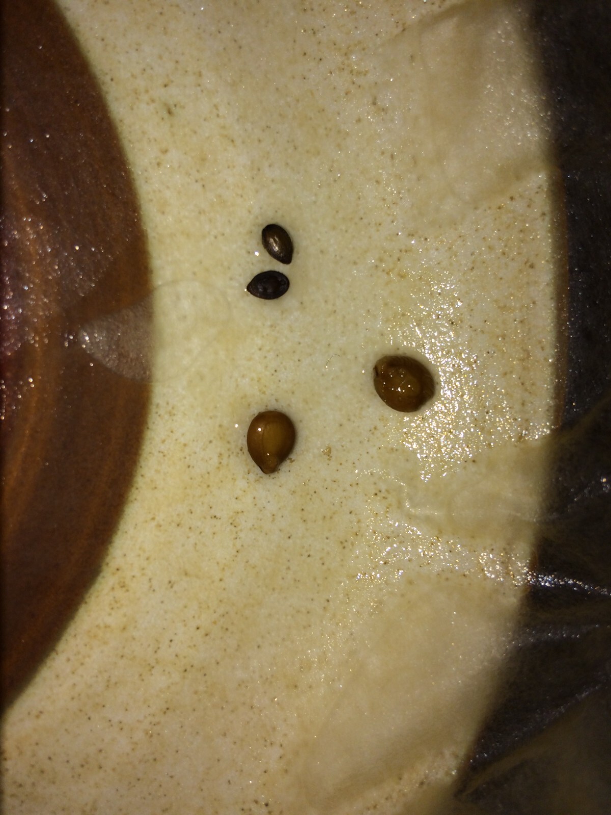 Mimosa Tenuiflora Seeds (not in pods) – 20 Seeds – 2024 Season