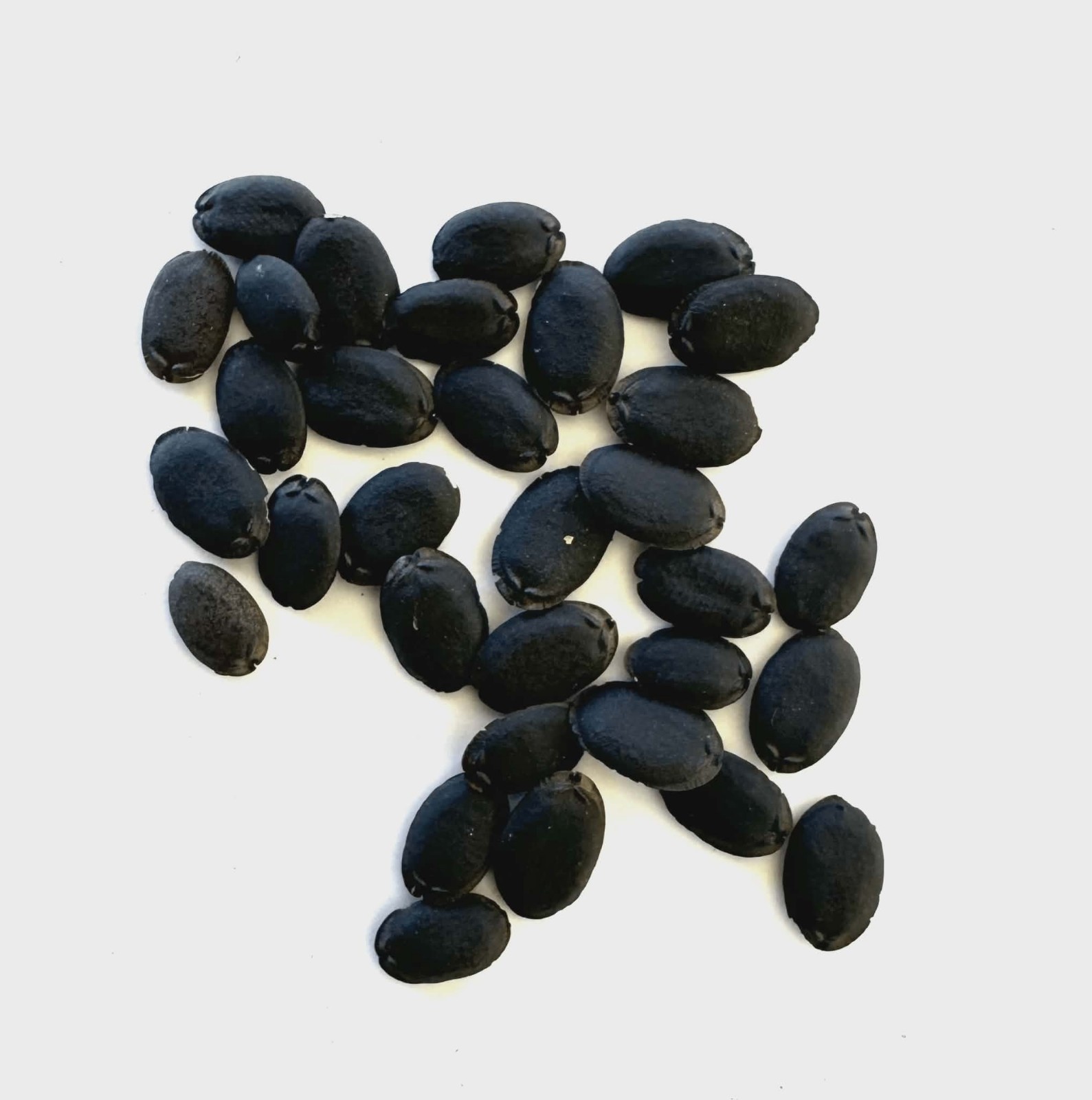 20pcs Luffa Gourd Seeds – Non-GMO, Loofah Sponge Gourd Seeds