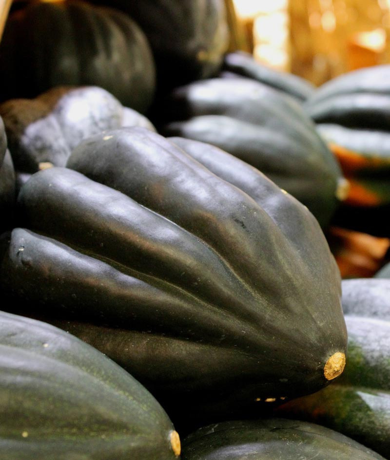 Burgess Buttercup Winter Squash Seeds, NON-GMO, Turban Squash, FREE SHIPPING
