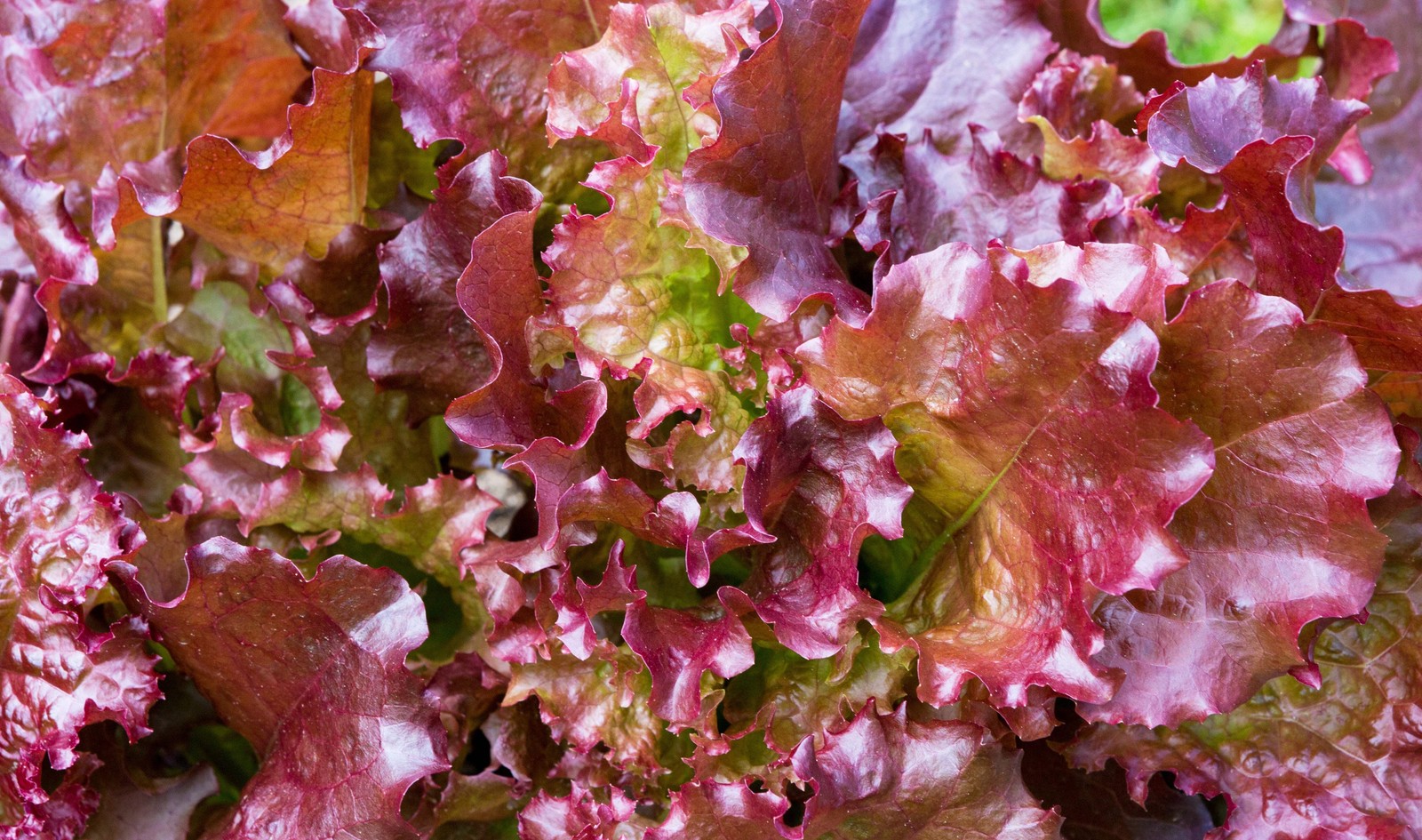 3000 RUBY LEAF LETTUCE Red Loose Leaf Heirloom Lactuca Sativa Vegetable Seeds