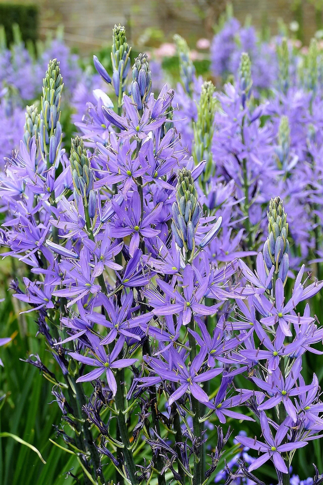 20 Blue LARGE CAMAS Camassia Leichtlinii Quamasia Great Camass Flower Seeds