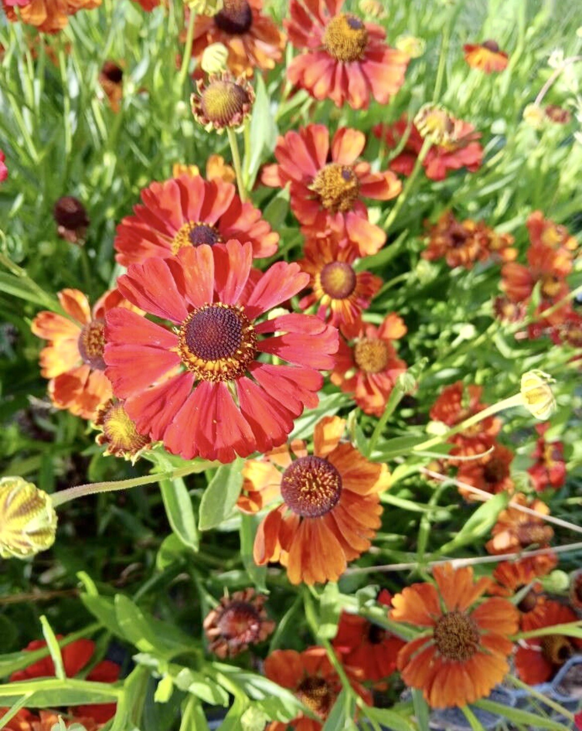 Helenium Autumnale, Large-Flowered Sneezeweed – 100 seeds 2024 – USA