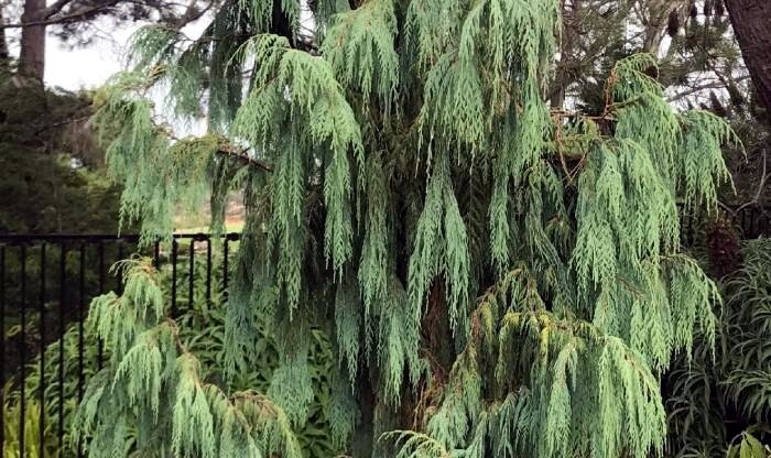 Kashmir Bhutan Weeping Cypress Tree Seeds (Cupressus Cashmeriana) Blue Evergreen