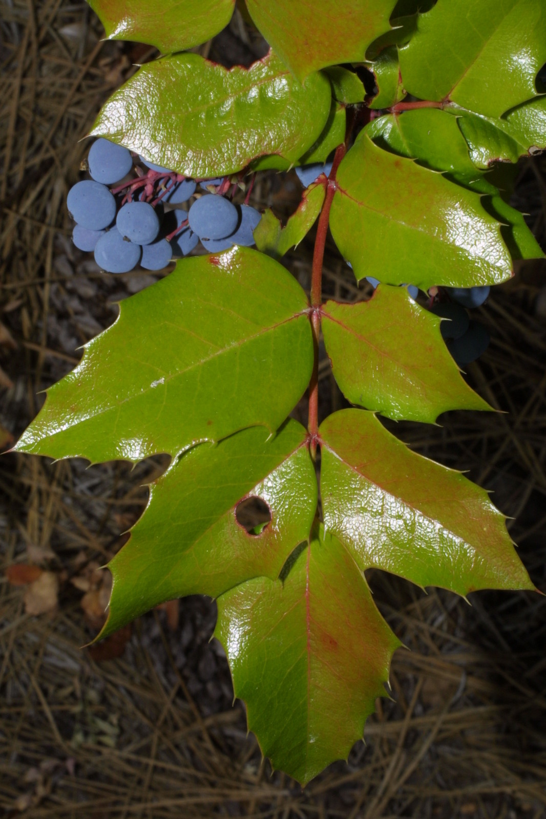 Oregon Holly Grape, Mahonia aquifolium, Shrub Seeds (Edible, Hardy, Showy)