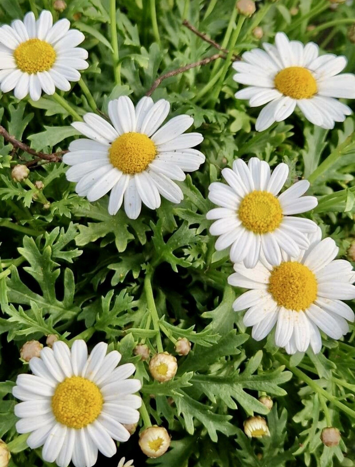 White Marguerite Daisy, Argyranthemum Frutescens – 200 seeds 2026 – USA