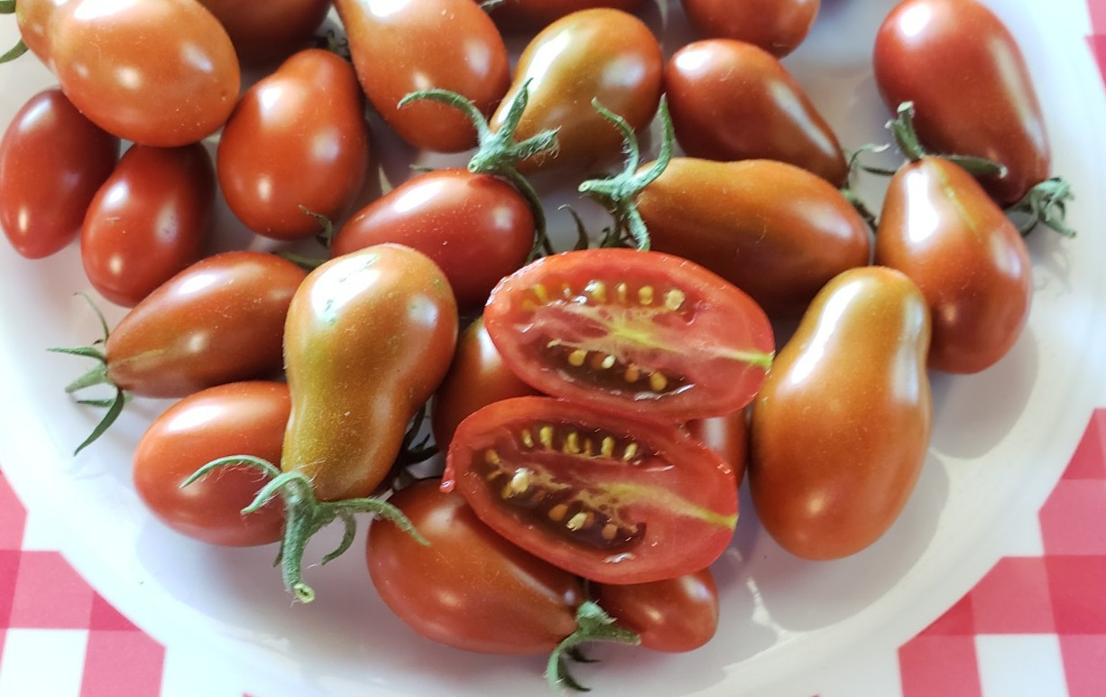 Cinnamon Pear Cherry Tomato (25 seeds) – good all around Cherry Tomato!