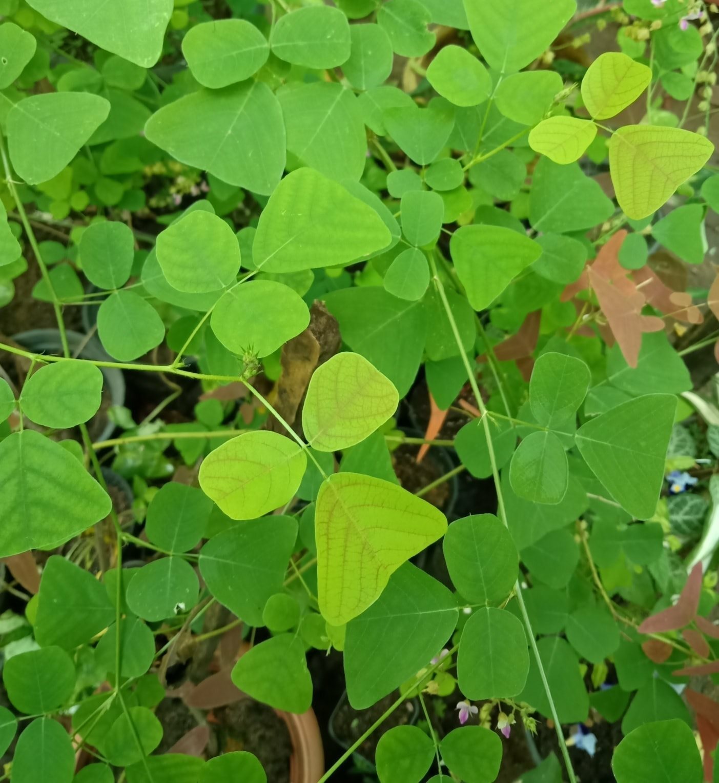 Organic Christia pierrei (Schindl.) Ohashi Butterfly Wing Plant like Obcordata
