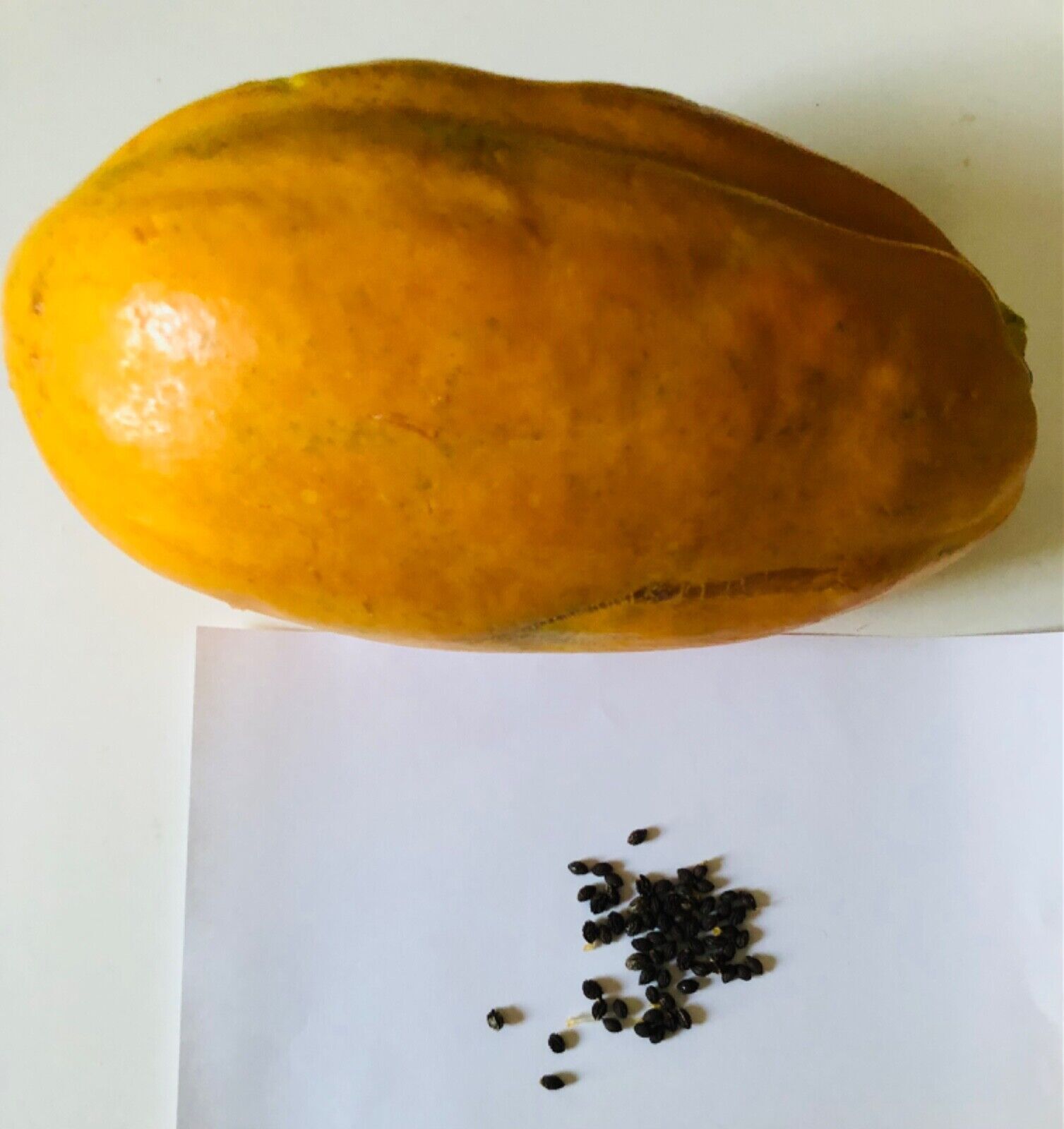 Papaya Fruit Seeds – Caribbean Red – sweet – 60 SEEDS (USA seller)