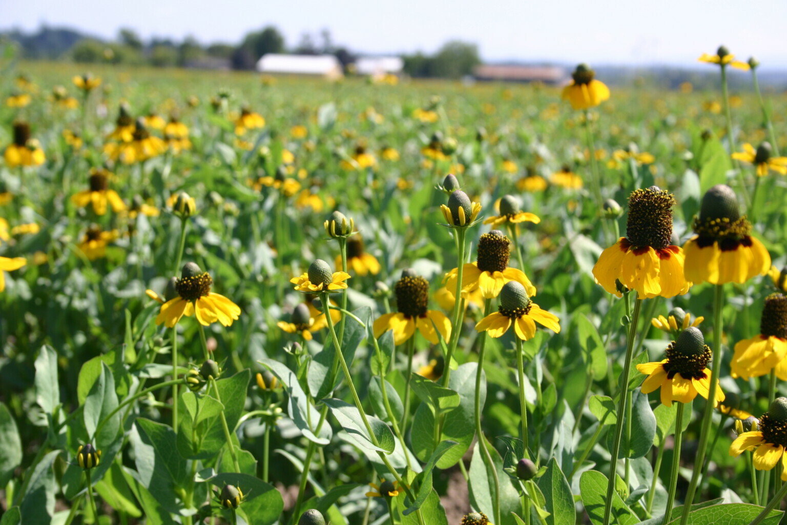 1001+CLASPING Yellow CONEFLOWER Seeds Native Wildflower Pollinators Cut Flowers