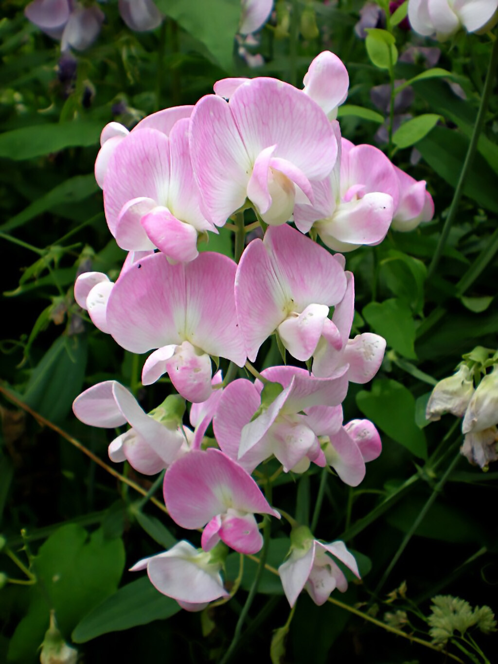 Perennial Pea, (Everlasting Pea), Lathyrus latifolius, Vine Seeds (Showy, Easy)
