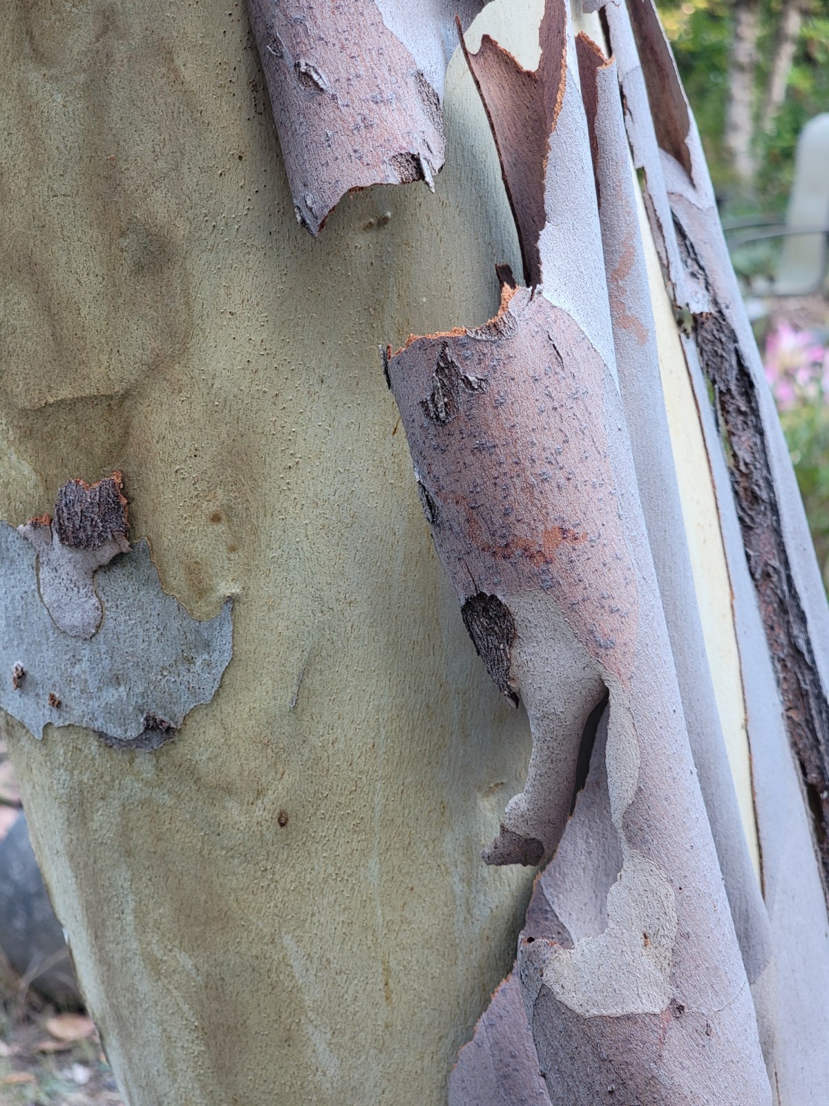 Eucalyptus pauciflora ssp. niphophila – Australian Snow Gum – Fresh Seeds