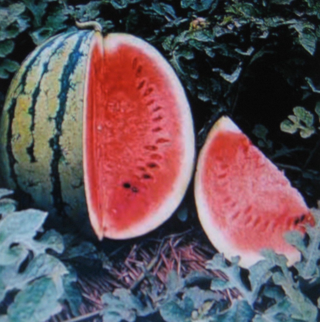 WATERMELON * CRIMSON SWEET *MEDICINAL* ANTIOXIDANT* LYCOPENE*5 SEEDS