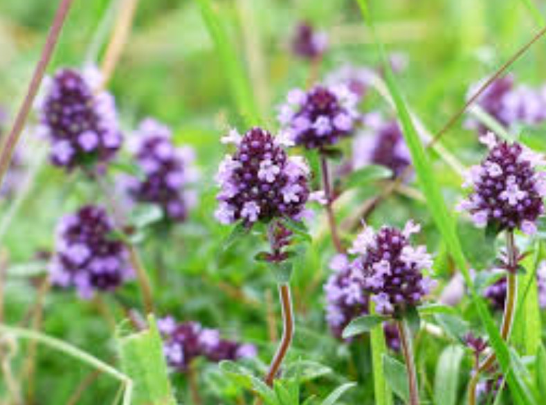 Landscaper’s Pack WILD THYME Fragrant Groundcover Honey Bees Non-GMO 5000 Seeds!