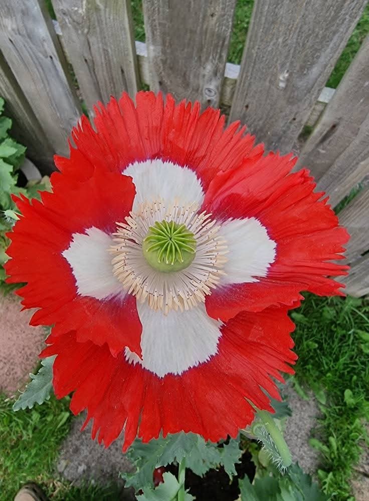 500+ COLD STRATIFIED Poppy Seeds RARE Somniferum blooms DECORATIVE Pods Non-GMO