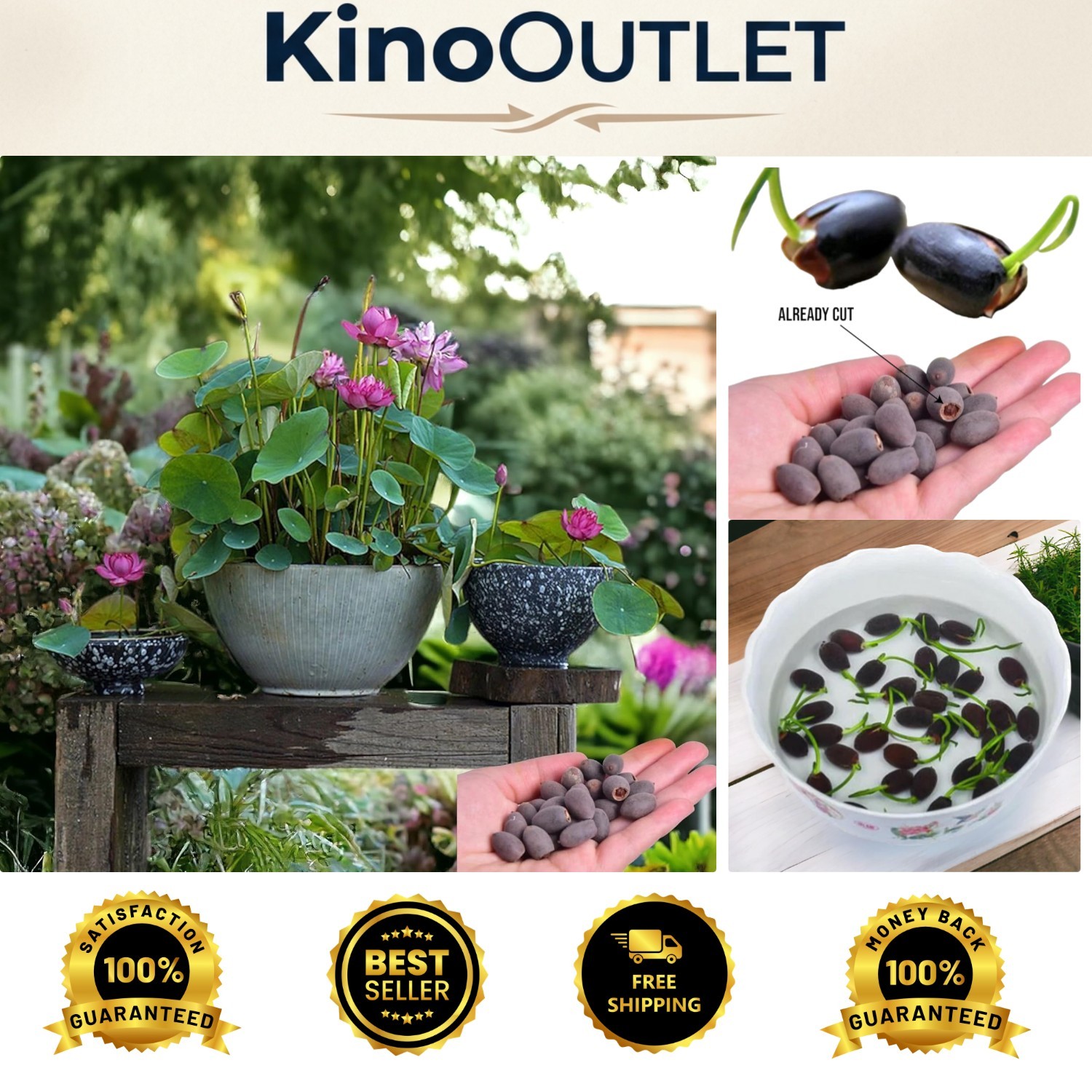 Exotic Water Lotus Seeds – 15pcs Indoor/Outdoor Planters with High Germination