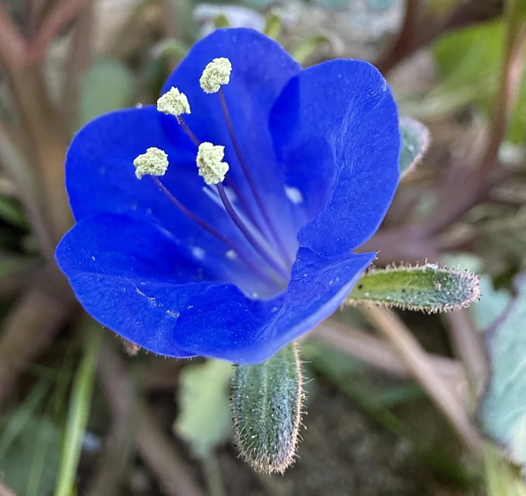 Phacelia campanularia | Desert Bluebells | Scorpionweed | 100_Seeds