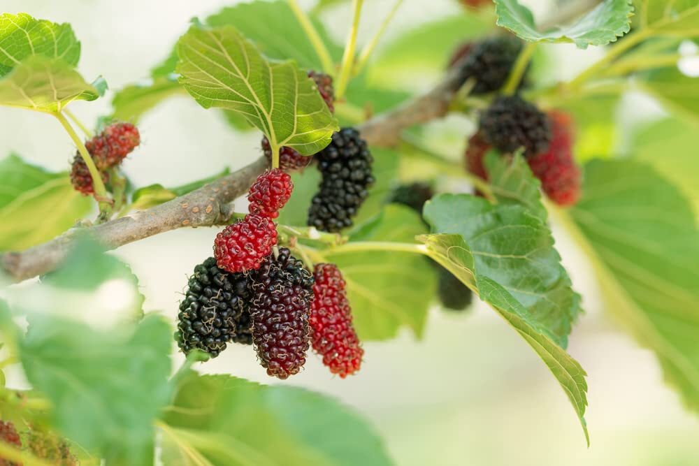 Fruit Seeds for Planting