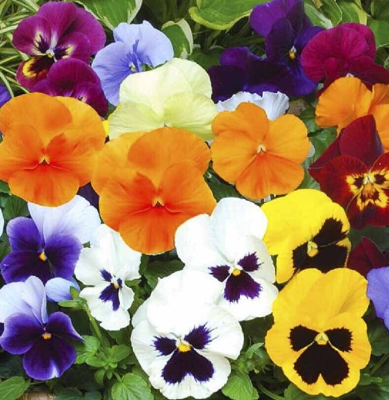 PANSY SEEDS 100+ “SWISS GIANT MIX” mixed colors BIENNIAL FLOWER garden NON-GMO