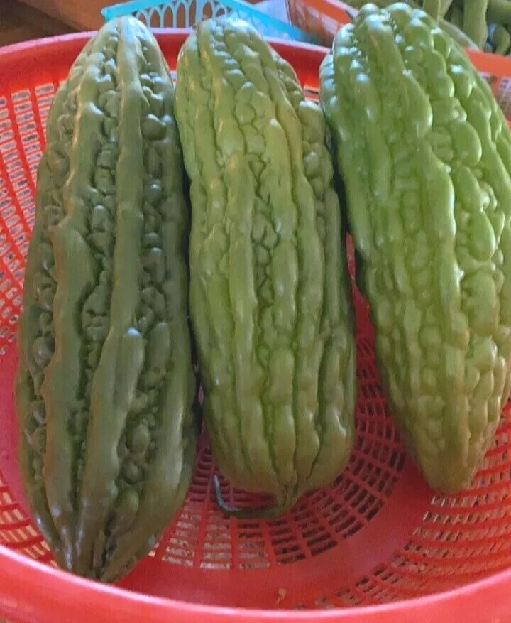 15 Chinese Bitter Melon Vegetable Gourd Squash Seeds 有机苦瓜种子 – Heirloom Variety