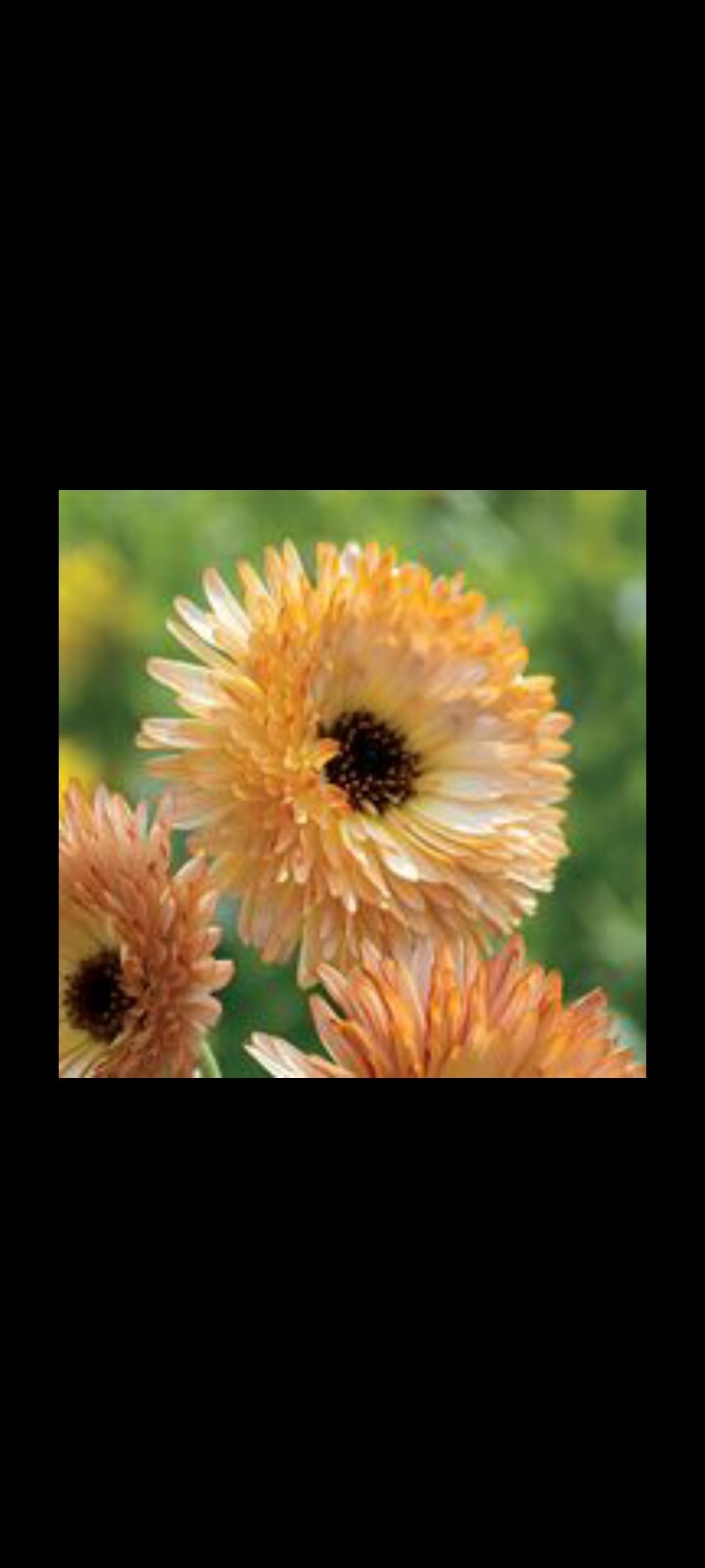 40 Calendula Mix seeds