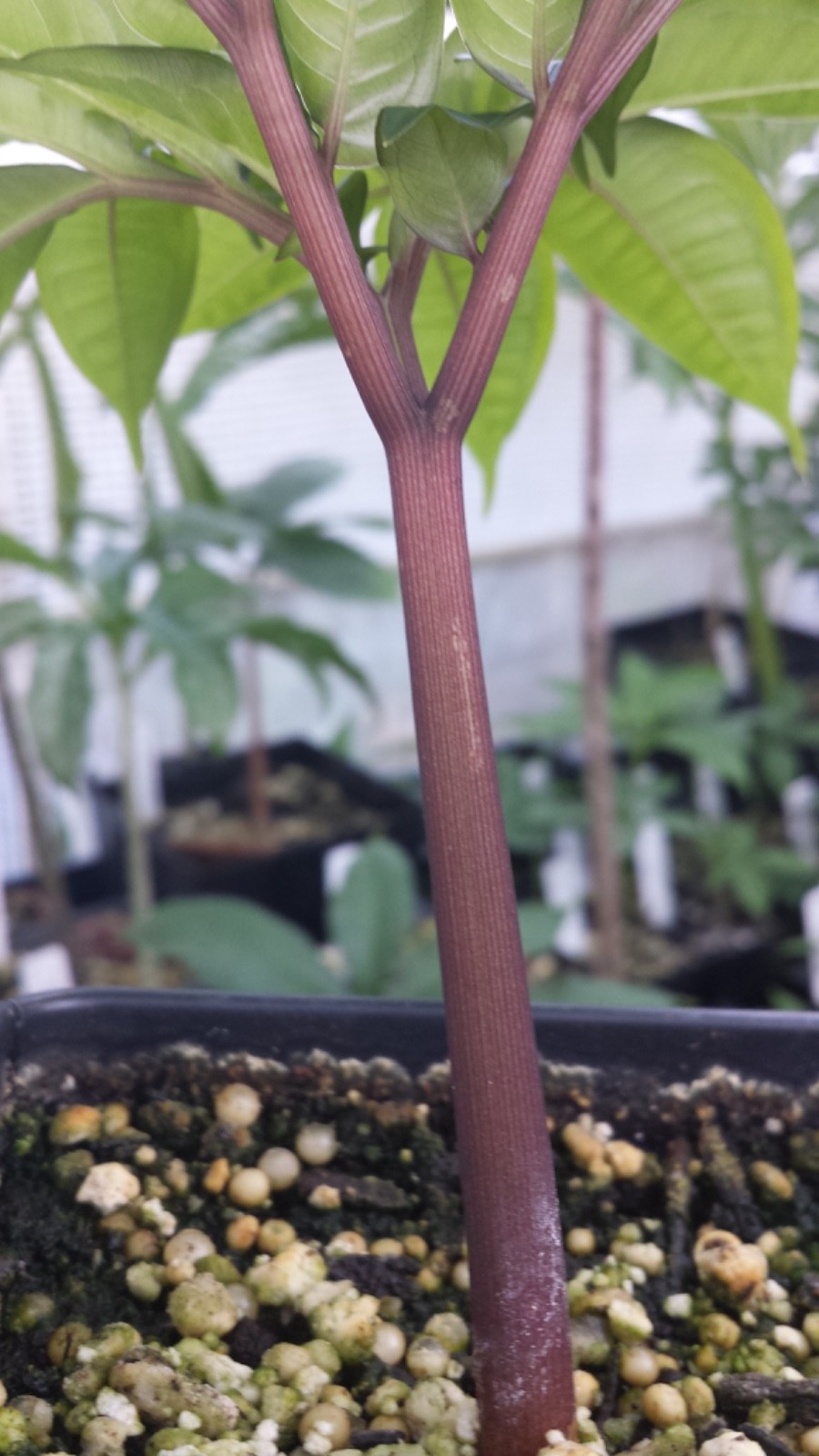 Amorphophallus ferruginosus AGA 1YO Rusty Tuber Tropical Rare Plant Aroid Bulb
