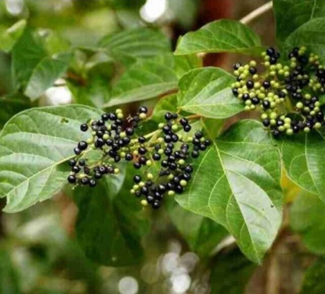 10 PCS PREMNA SERRATIFOLIA SEEDS, HẠT LÁ CÁCH