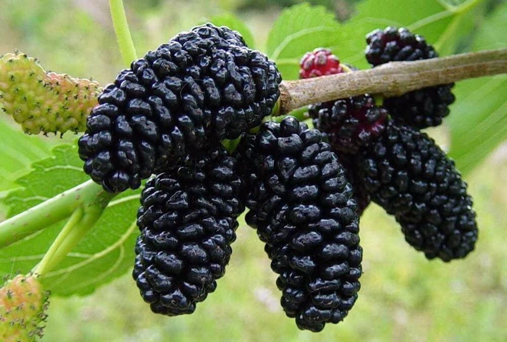 Nigra Morus Dwarf Everbearing Mulberry Live Plant Super Sweet Fruit 4″ Pot